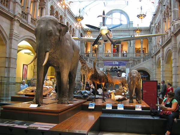 kelvingrove museum elephant